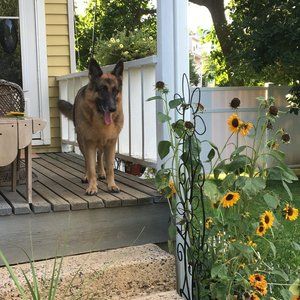 Meet your Posher, ShepHeidi